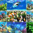 Sim Aquarium 3.10.1 full screenshot