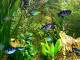 Fish Aqua 3D Screensaver 1.51.6 full screenshot